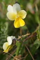 Viola rocabrunensis Rocher de Roquebrune 070410 (2)