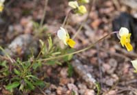 Viola rocabrunensis Rocher de Roquebrune 070410 (3)