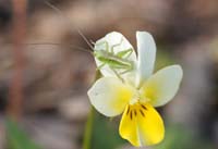 Viola rocabrunensis Rocher de Roquebrune 070410 (4)