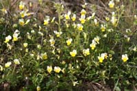Viola rocabrunensis Rocher de Roquebrune 070410 (5)