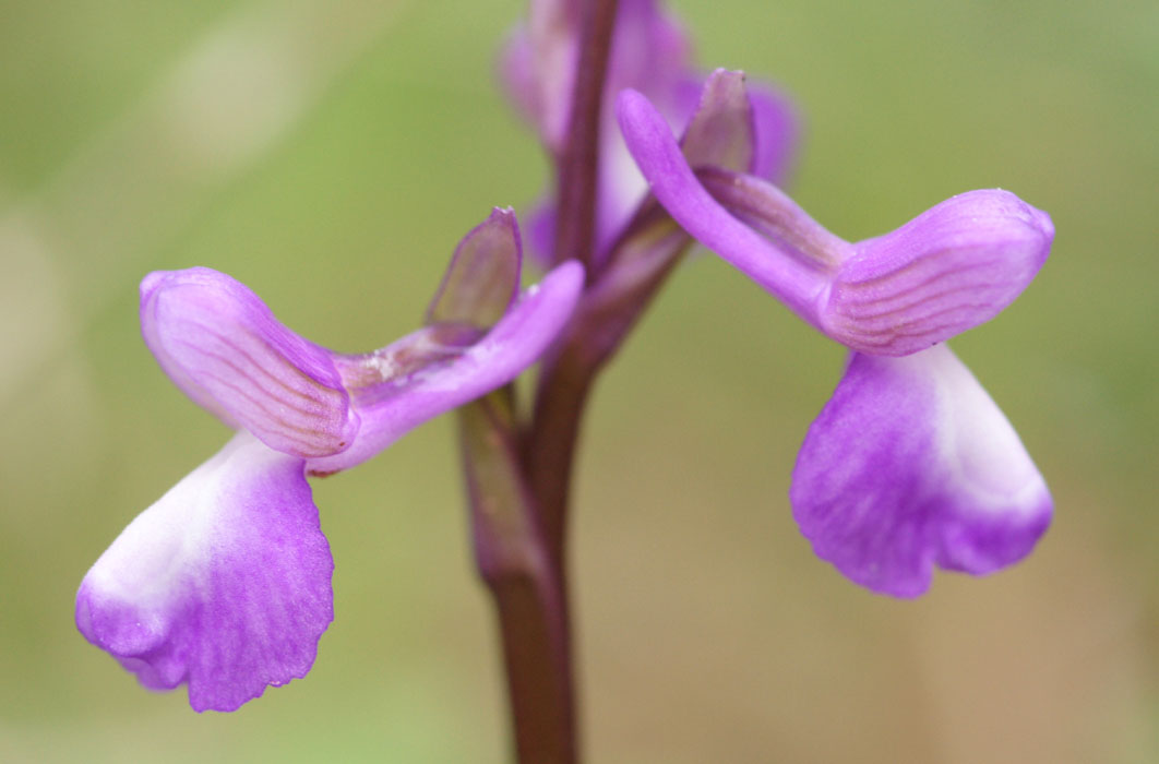 Anacamptis champagneuxi Pierrefeu 080410 (40)