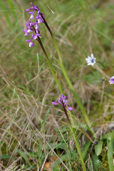 Anacamptis champagneuxi Pierrefeu 080410 (43)