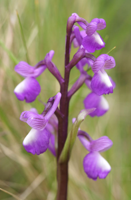 Anacamptis champagneuxi Pierrefeu 080410 (44)