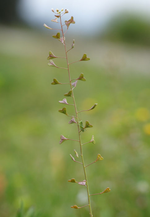 Capsella bursa_pastoris Pierrefeu 080410 (60)