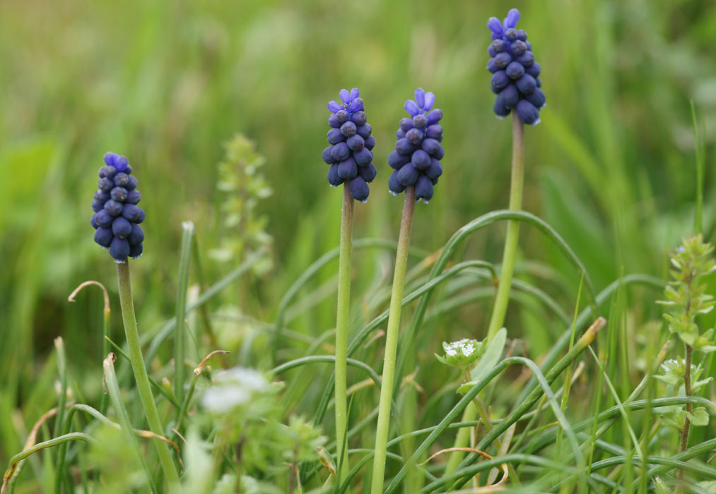 Muscari neglectum  Pierrefeu 080410 (35)