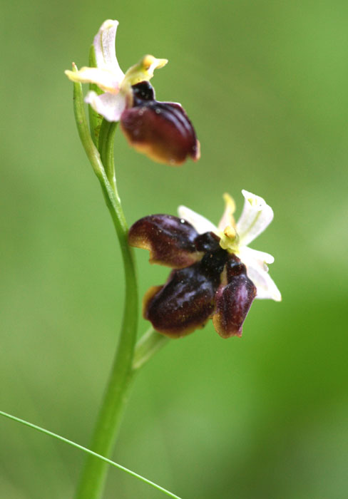 Ophrys exaltata ssp arachnitiformis à labelle triple Pierrefeu 080410 (58)