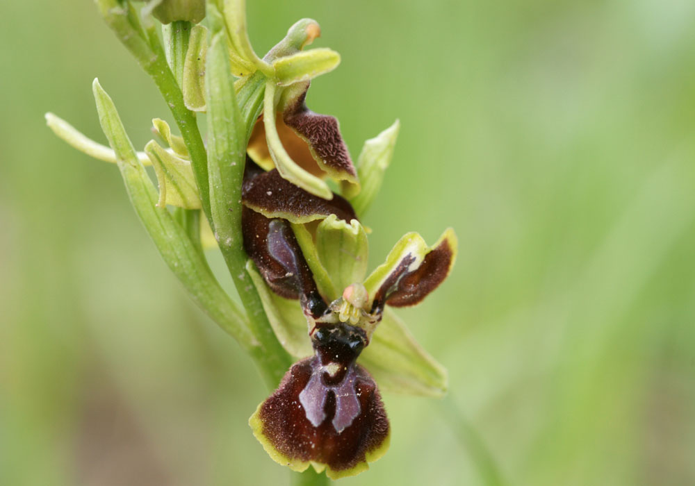 Ophrys exaltata ssp arachnitiformis à pétales labellisés Pierrefeu 080410 (41)