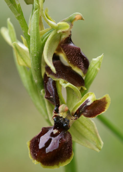 Ophrys exaltata ssp arachnitiformis à pétales labellisés Pierrefeu 080410 (42)