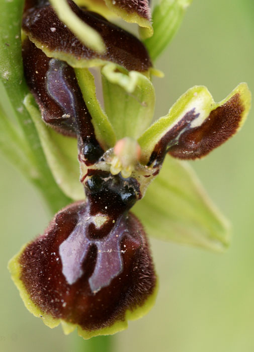Ophrys exaltata ssp arachnitiformis à pétales labellisés Pierrefeu 080410 (43)