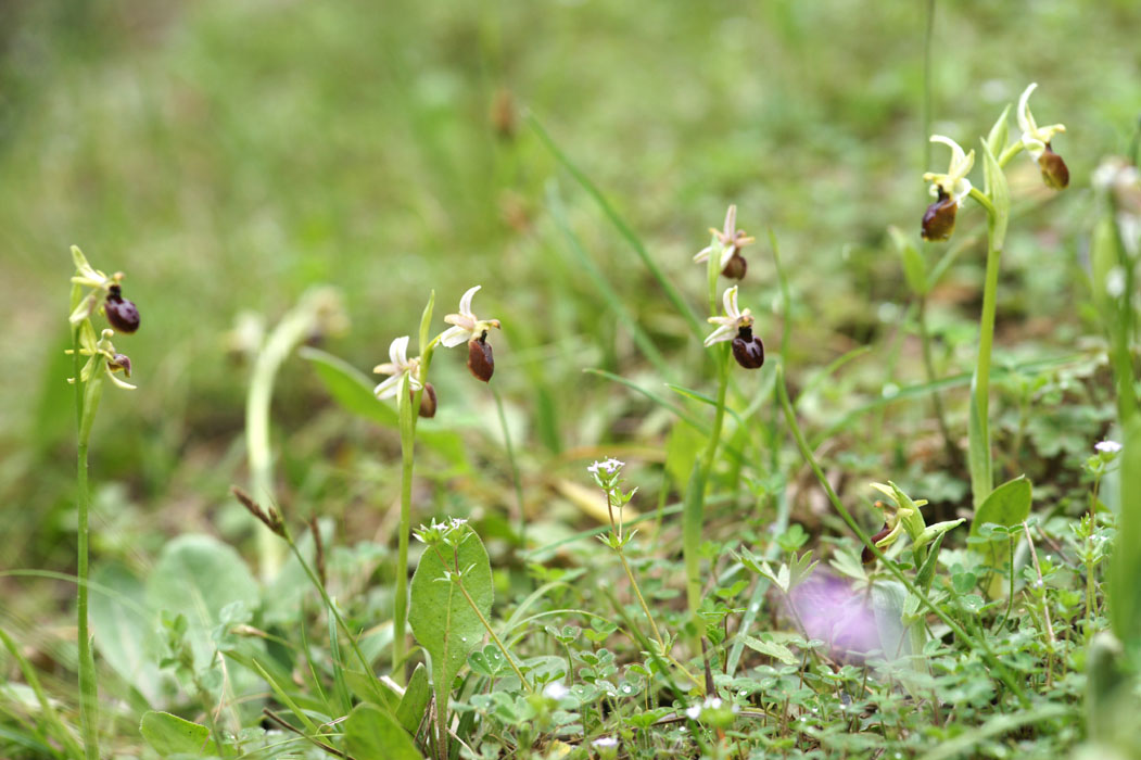 Ophrys exaltata ssp arachnitiformis Pierrefeu 080410 (72)