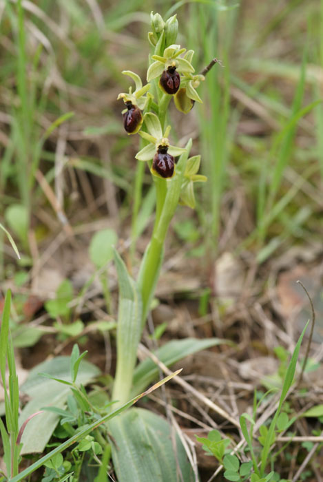 Ophrys litigiosa Pierrefeu 080410 (66)