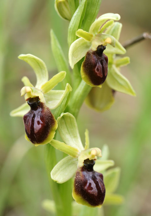 Ophrys litigiosa Pierrefeu 080410 (67)