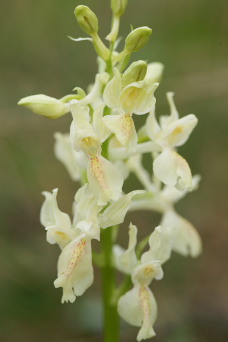 Orchis provincialis Pierrefeu 080410 (42)