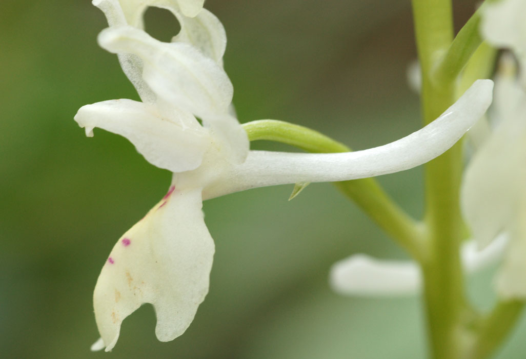 Orchis provincialis Pierrefeu 080410 (43)