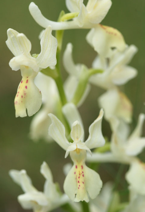 Orchis provincialis Pierrefeu 080410 (44)
