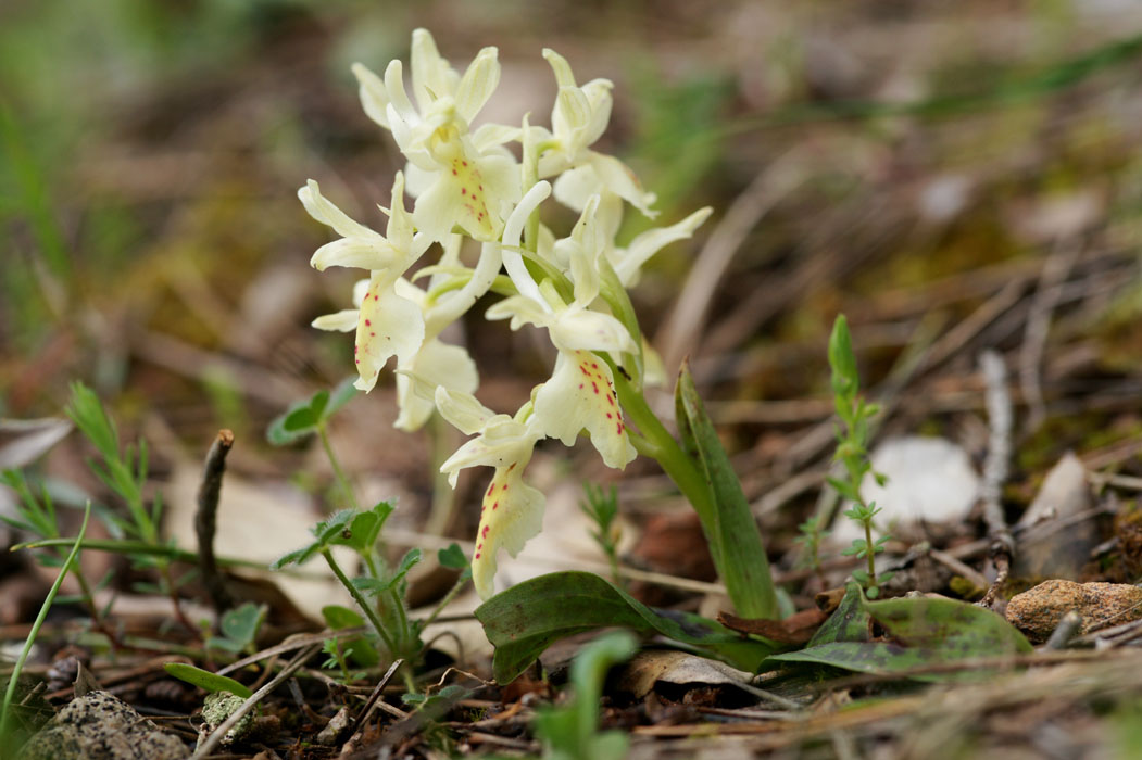 Orchis provincialis Pierrefeu 080410 (74)