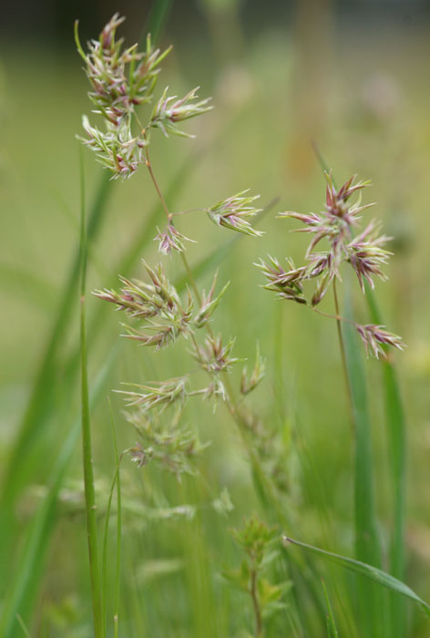 Poa bulbosa Pierrefeu 080410 (65)