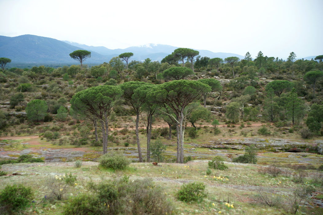 Rouquan 080410 (2)