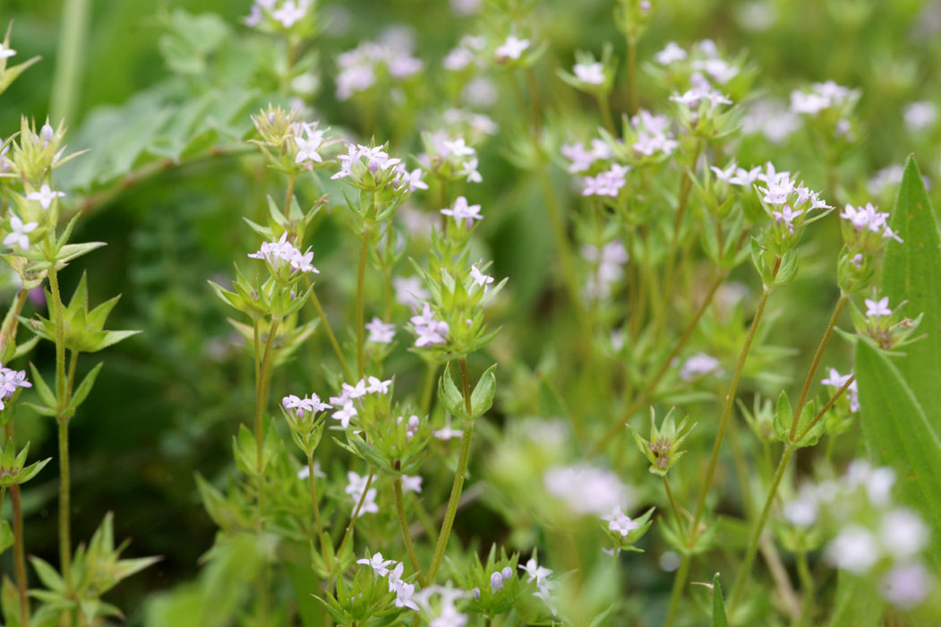 Sherardia arvensis Pierrefeu 080410 (55)