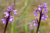 Anacamptis champagneuxi Pierrefeu 080410 (42)