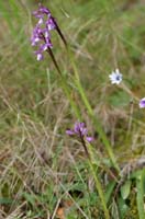 Anacamptis champagneuxi Pierrefeu 080410 (43)