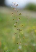 Capsella bursa_pastoris Pierrefeu 080410 (60)