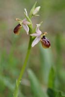 Ophrys exaltata ssp arachnitiformis Pierrefeu 080410 (21)