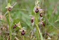 Ophrys exaltata ssp arachnitiformis Pierrefeu 080410 (24)