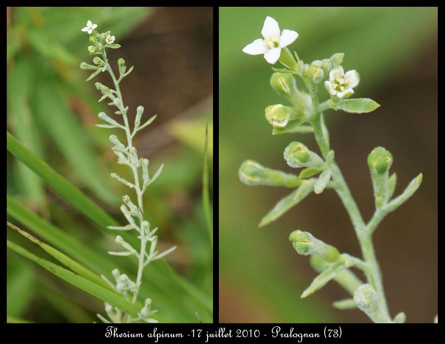 Thesium-alpinum