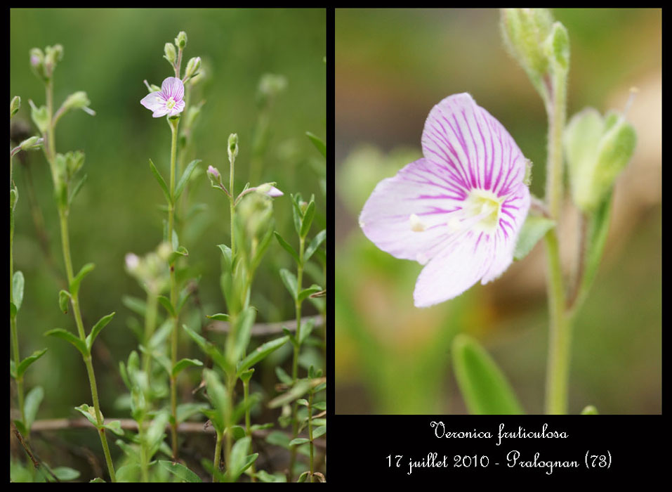 Veronica-fruticulosa