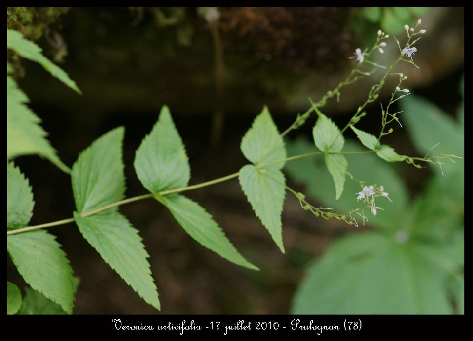 Veronica-urticifolia