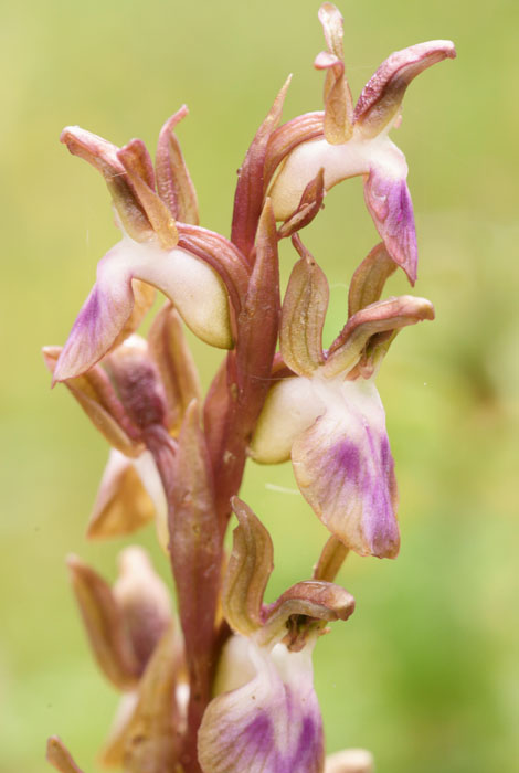 Anacamptis collina Prina 290411 (9)