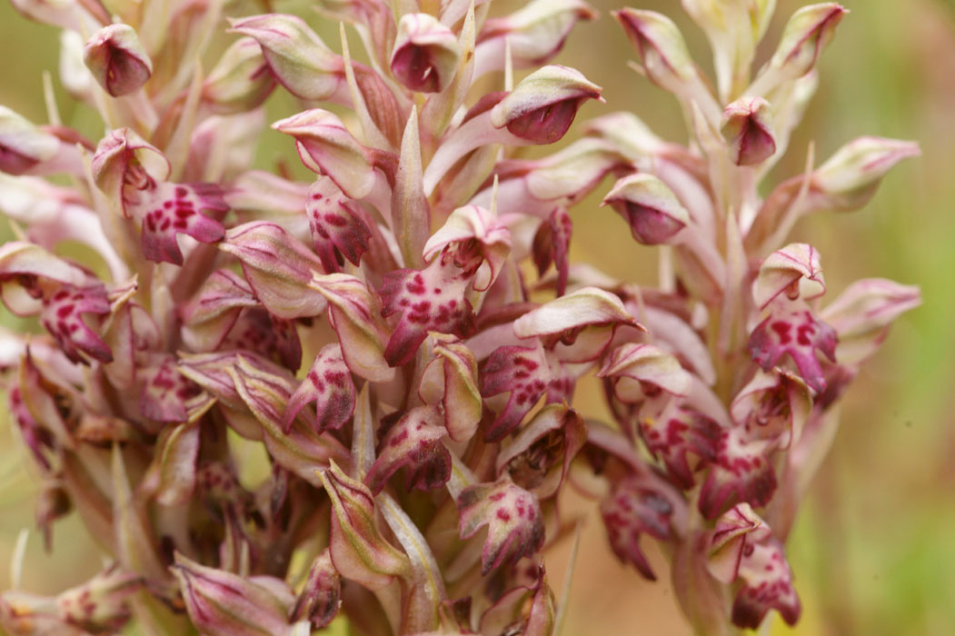 Anacamptis fragans Prina 290411 (19)