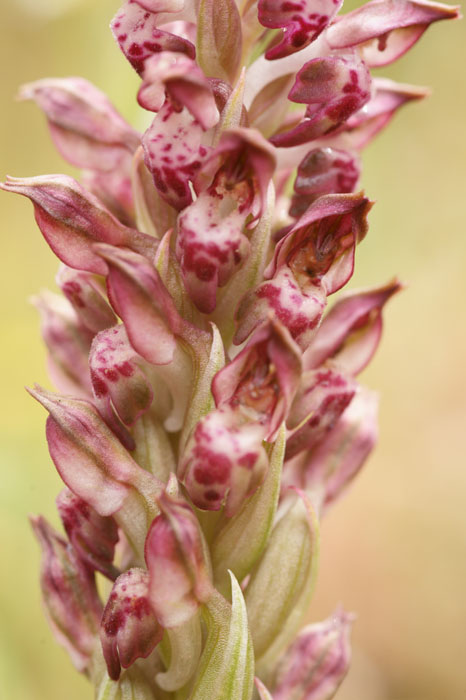 Anacamptis fragans Prina 290411 (22)
