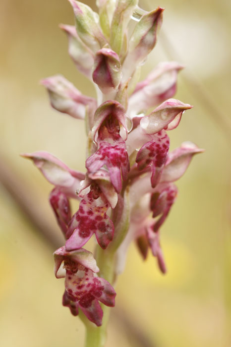 Anacamptis fragans Prina 290411 (23)