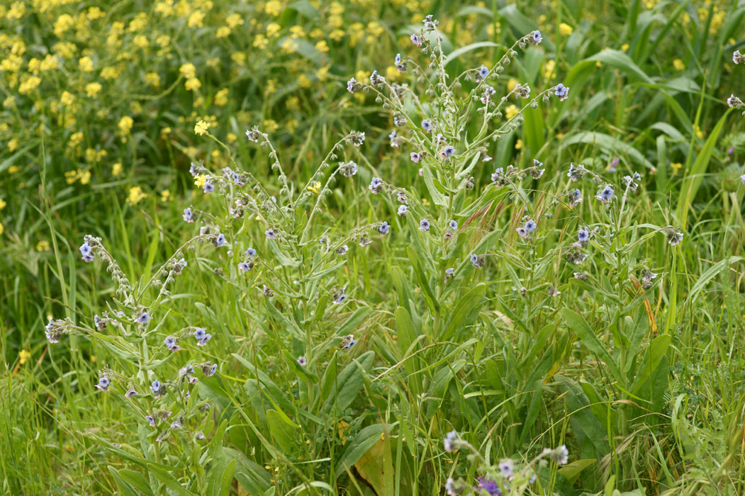 Cynoglossum creticum Prina 290411 (11)