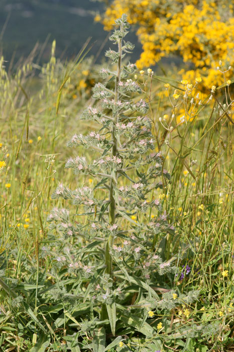 Echium italicum Prina 290411 (37)