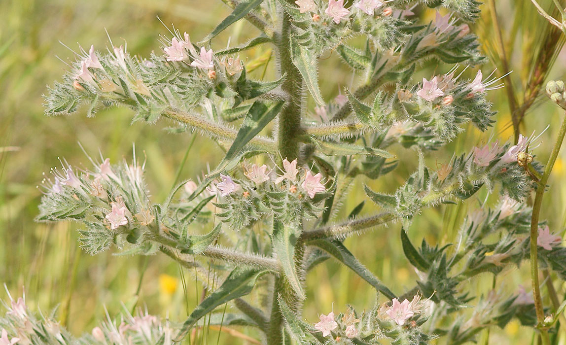 Echium italicum2 Prina 290411 (37)