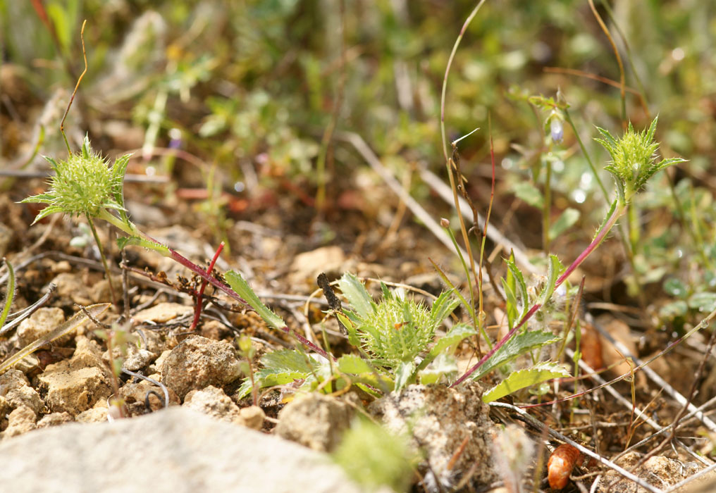 Eryngium sp Prina 290411 (30)