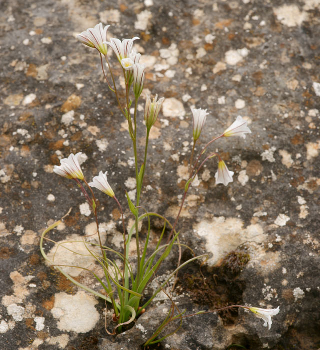 Gagea graeca Prina 290411 (5)