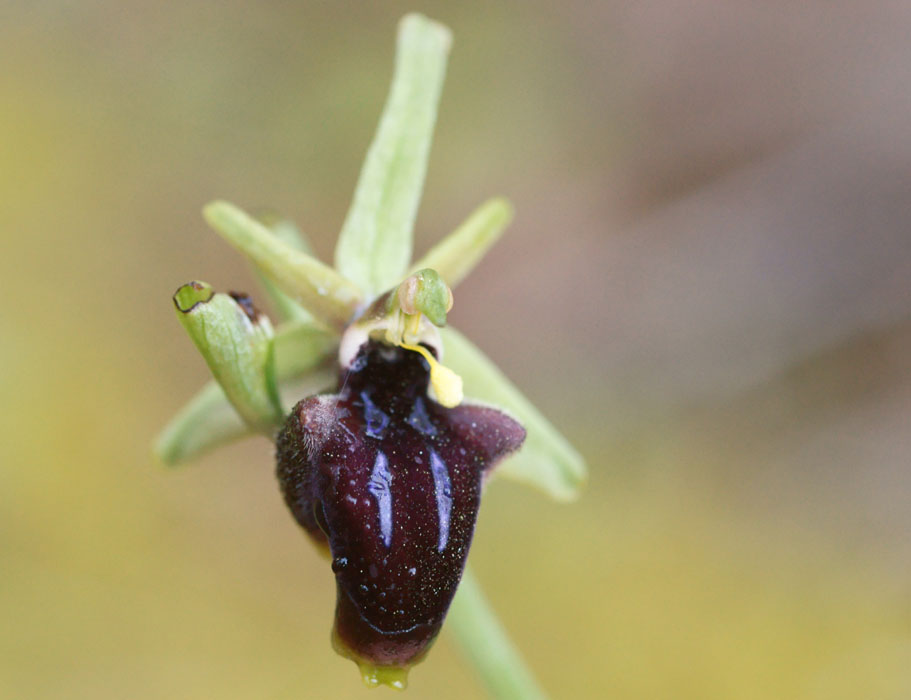 Ophrys doerfleri Prina 290411 (32)