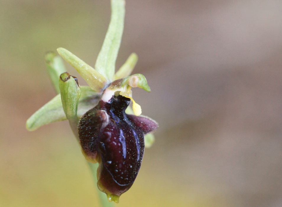Ophrys doerfleri Prina 290411 (35)