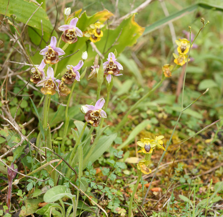Ophrys episcopalis & phryganae Prina 290411 (1)