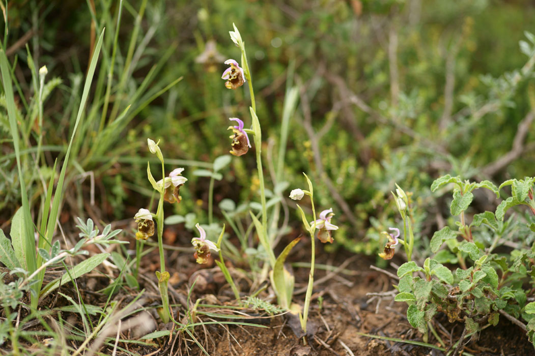 Ophrys episcopalis Prina 290411 (12)