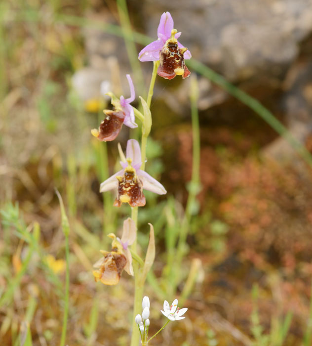 Ophrys episcopalis n Prina 290411 (18)