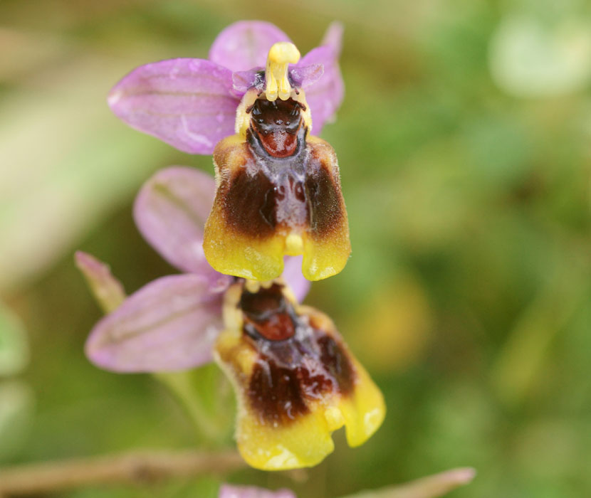 Ophrys leochroma Prina 290411 (26)