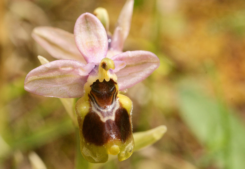 Ophrys leochroma Prina 290411 (27)