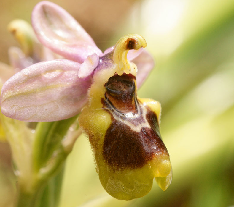 Ophrys leochroma Prina 290411 (28)