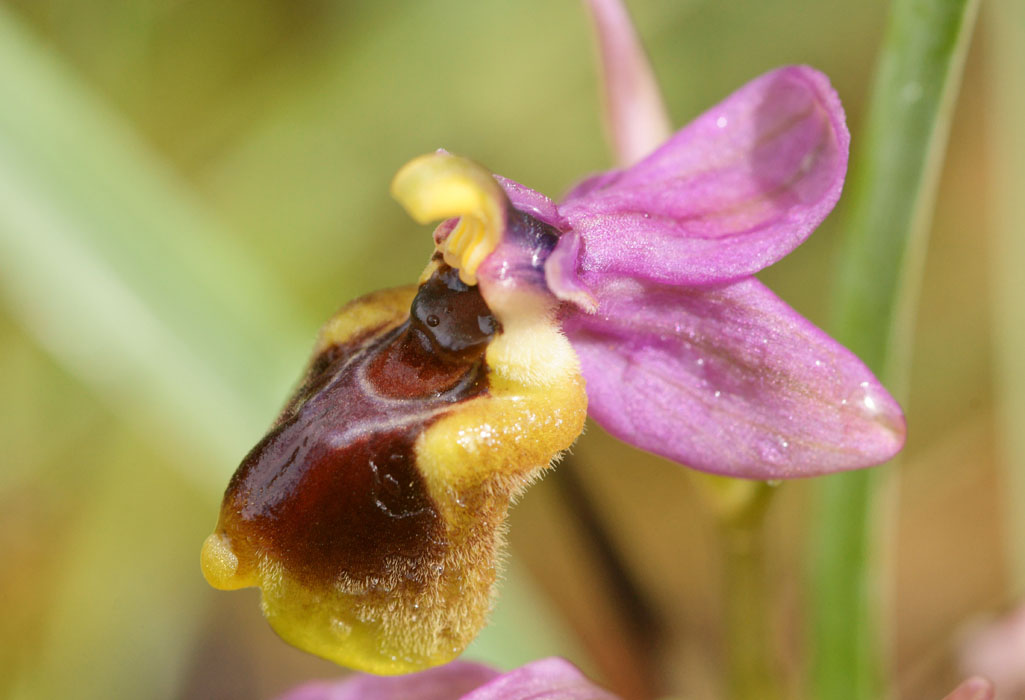Ophrys leochroma Prina 290411 (29)