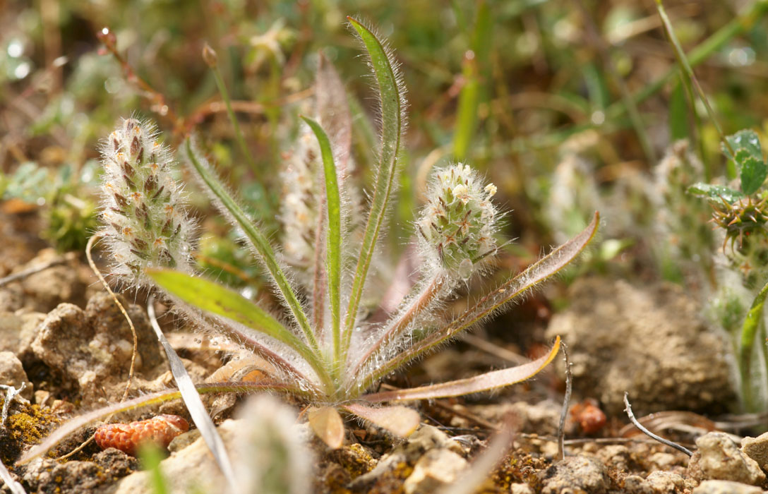 Plantago bellardi Prina 290411 (31)